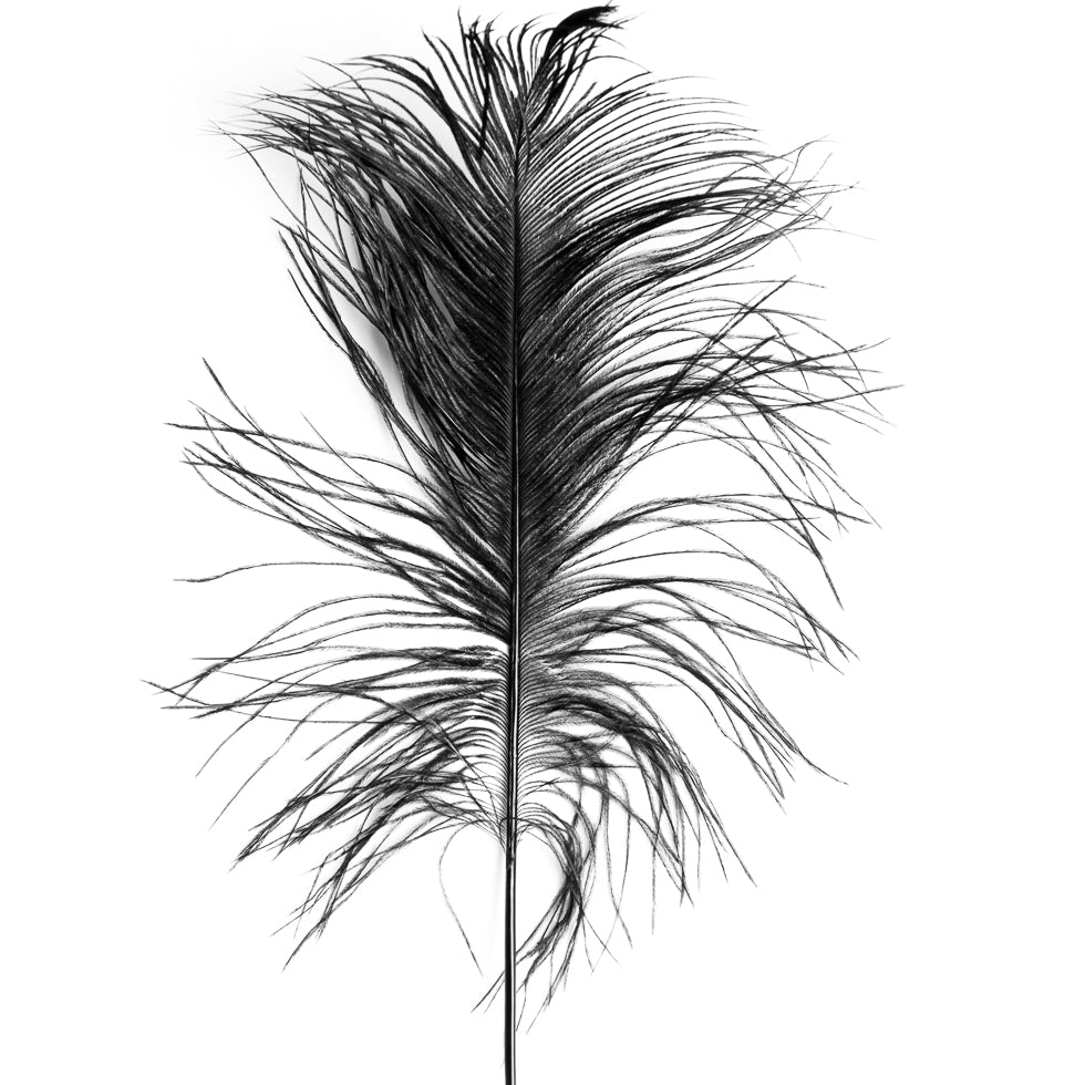 Black Ostrich Feather - 14 - 17 Black Ostrich Feather - 14 - 17