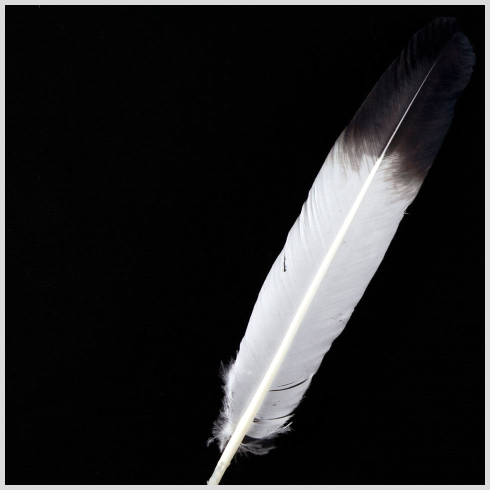 White/Black Turkey Feather White/Black Turkey Feather