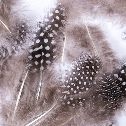 Bag of Natural Guinea Fowl Feathers - Detail