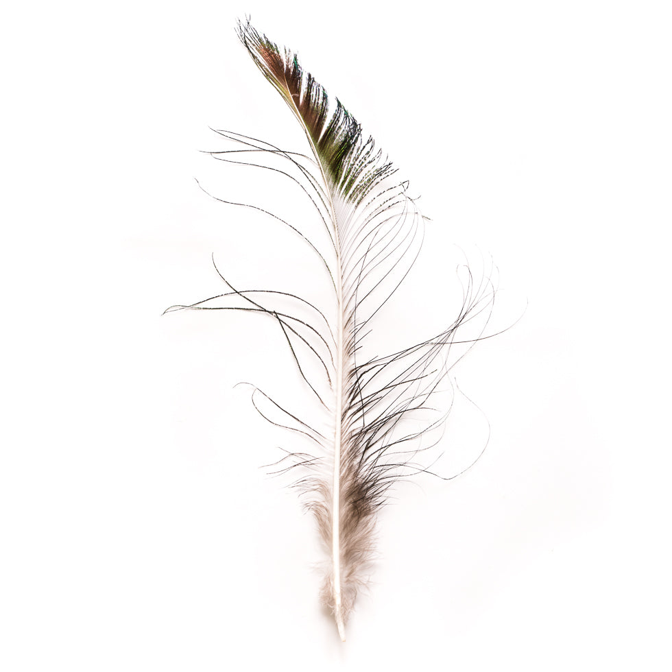 Natural Peacock Sword Feather