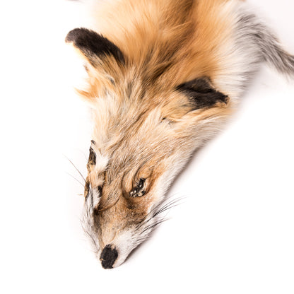 Full Red Fox Fur Hide - Detail