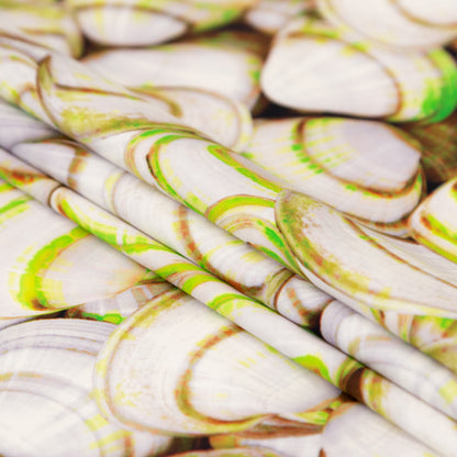 Compression Swimwear Tricot, UV Protective with Aloe Vera Microcapsules - Neon Green Shells - Caye Collection Folded