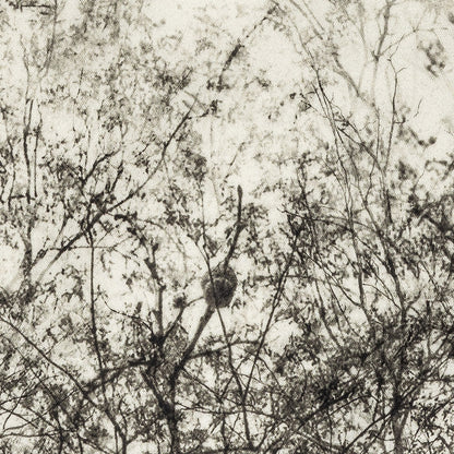 Stretch Cotton Sateen Panel - Black and White Tree Branches - Old House Woods Print - Mood Exclusive Twilight Collection Detail