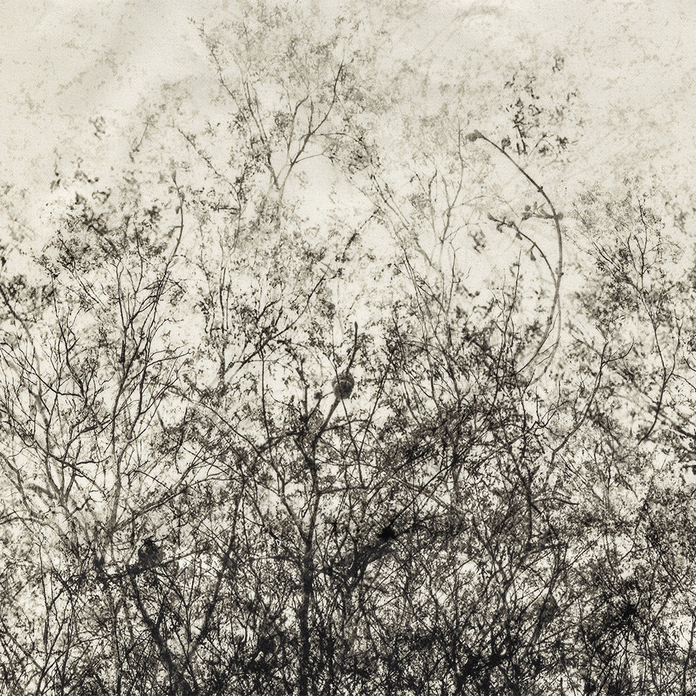 Stretch Cotton Sateen Panel - Black and White Tree Branches - Old House Woods Print - Mood Exclusive Twilight Collection