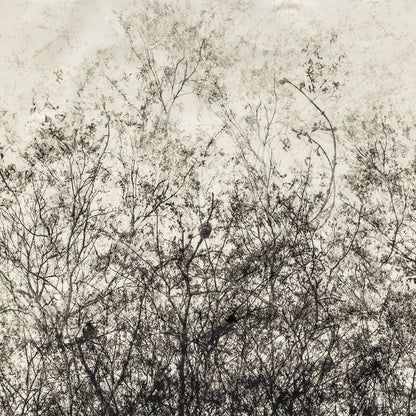 Stretch Cotton Sateen Panel - Black and White Tree Branches - Old House Woods Print - Mood Exclusive Twilight Collection