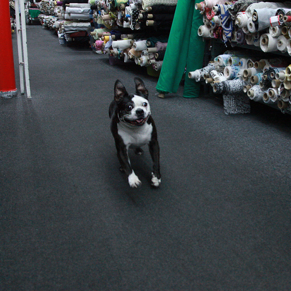 Swatch the Boston Terrier - Detail