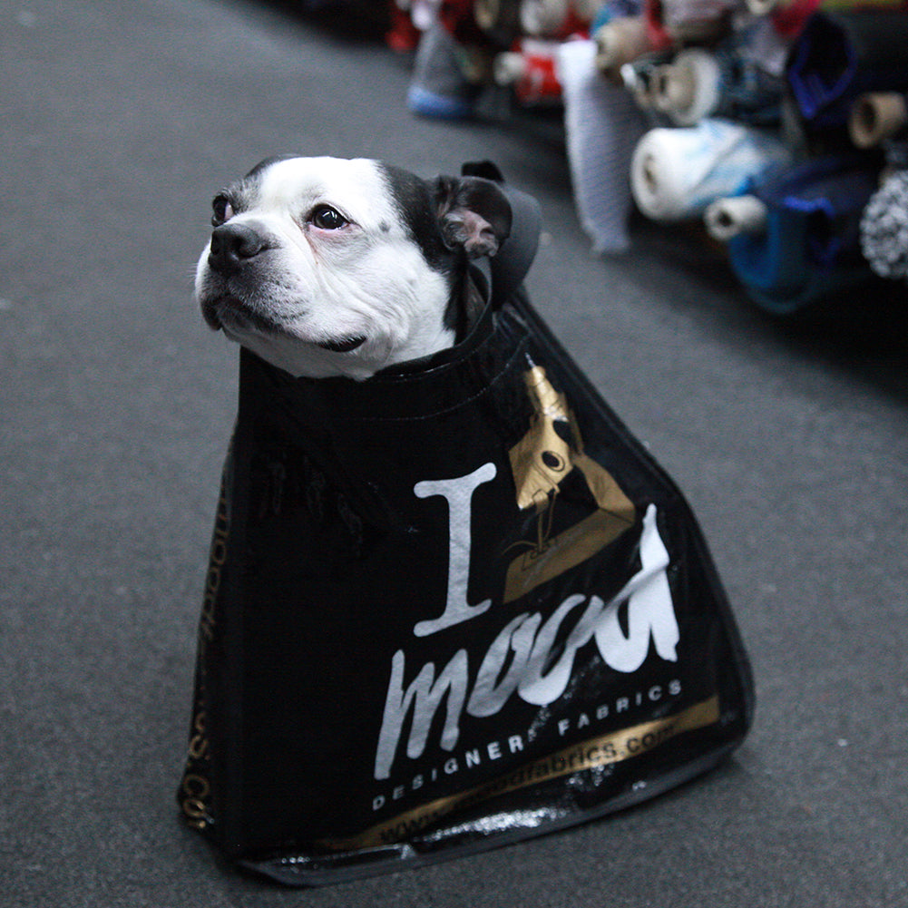 Swatch the Boston Terrier