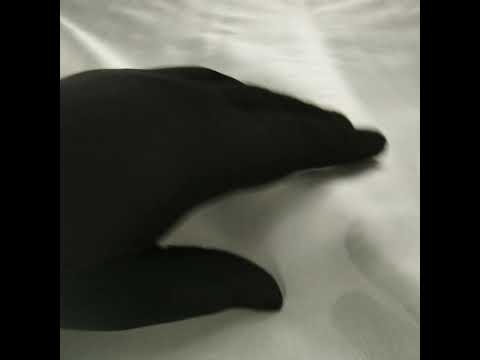 Silk Organza 54" - Antique White - Premium Collection