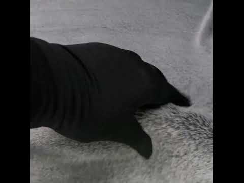 Two-Tone Short Pile Recycled Polyester Faux Fur - Black and Gray - Image 6 of 6