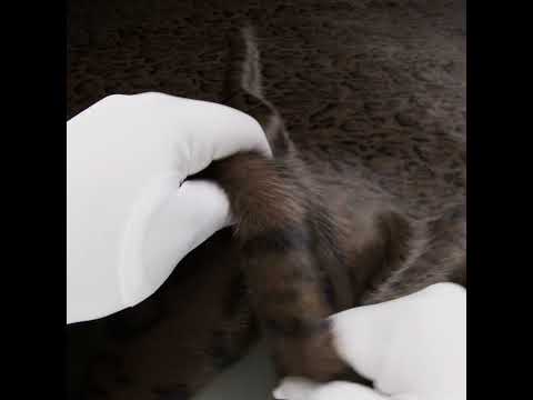 Plush Short Pile Recycled Polyester Faux Fur - Chocolate Brown and Black Animal Print - Image 6 of 6