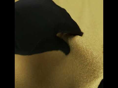 Boiled Wool Coating Fabric - Golden Olive - Ketil Collection