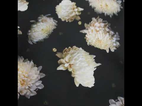 Stretch Cotton Sateen - Pale Yellow and Black Floral - Maiden's Melancholy Print - Mood Exclusive Twilight Collection