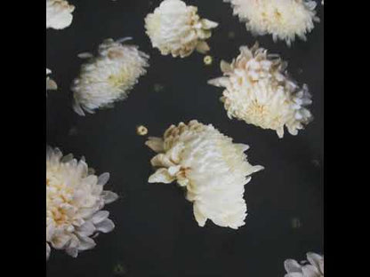 Stretch Cotton Sateen - Pale Yellow and Black Floral - Maiden's Melancholy Print - Mood Exclusive Twilight Collection