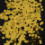 Bag of Gold Color Loose Sequins with Silver Back - 5mm | Mood Fabrics