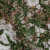 Toulouse Misty Foliage Mercerized Organic Egyptian Cotton Voile | Mood Fabrics