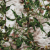 Ravello Misty Foliage Mercerized Organic Egyptian Cotton Shirting | Mood Fabrics