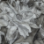 Metallic Black and White Oversized Flowers Luxury Burnout Brocade | Mood Fabrics
