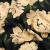 Mood Exclusive Beige Midnight at Giverny Sustainable Viscose Floral Jacquard | Mood Fabrics