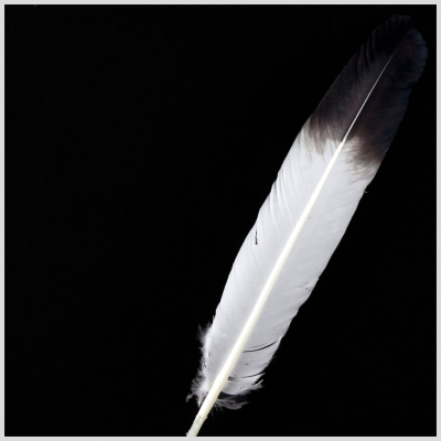 White/Black Turkey Feather | Mood Fabrics
