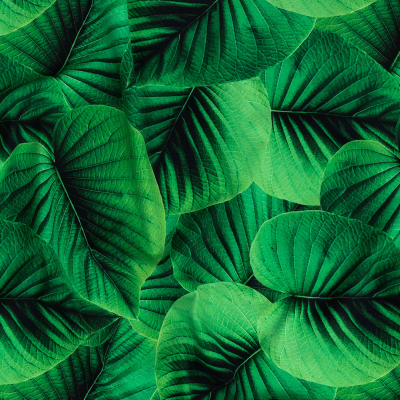 Full Amazon Green Leaves Caye UV Protective Compression Swimwear Tricot with Aloe Vera Microcapsules | Mood Fabrics