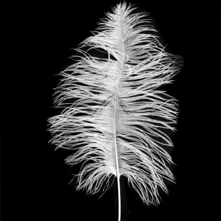 White Ostrich Feather - 14 - 17