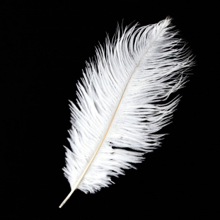 White Ostrich Feather - 10-12