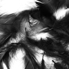 Black 5 Gram Bag of Feathers - Detail | Mood Fabrics