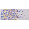 Lavender and Yellow Novelty Floral Embroidered Mesh - Full | Mood Fabrics