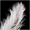18-21 White Ostrich Feather - Detail | Mood Fabrics
