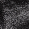 Full Black Fox Pelt - Full | Mood Fabrics