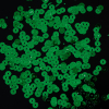 Bag of Jade Color Loose Sequins with Silver Back - 5mm | Mood Fabrics