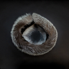 Blue Frost Fox Fur Headband or Scarf with VELCRO Closure - Detail | Mood Fabrics