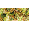 Mood Exclusive Italian Green and Mustard Ferns and Foliage Digitally Printed Silk Charmeuse - Full | Mood Fabrics