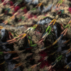 Fuchsia, Goblin Blue and Gray Boucle Stripes Chunky Wool Knit - Detail | Mood Fabrics